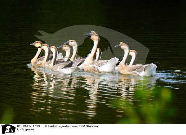 Hckergnse / knob geese / DMS-01713