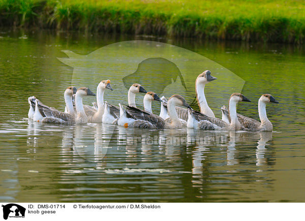 Hckergnse / knob geese / DMS-01714