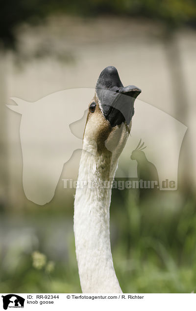 Hckergans / knob goose / RR-92344