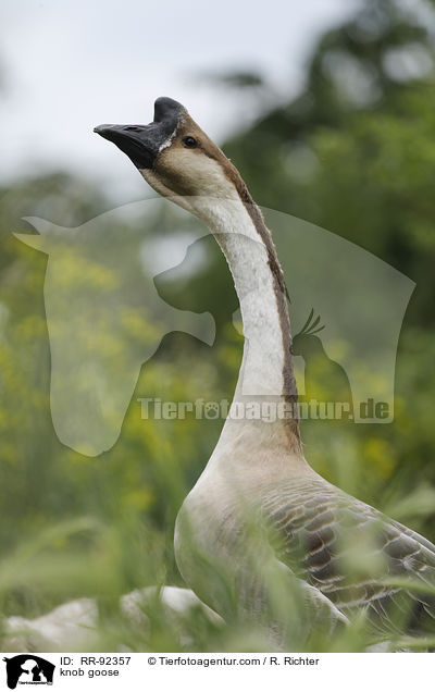 knob goose / RR-92357
