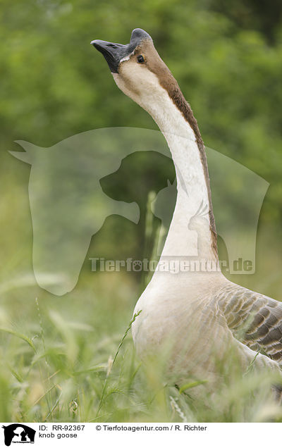 Hckergans / knob goose / RR-92367