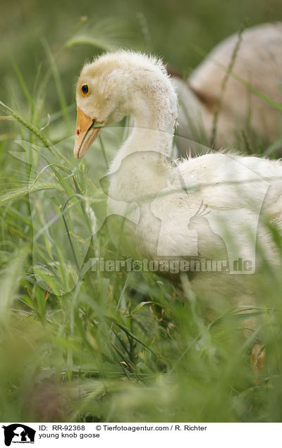 young knob goose / RR-92368