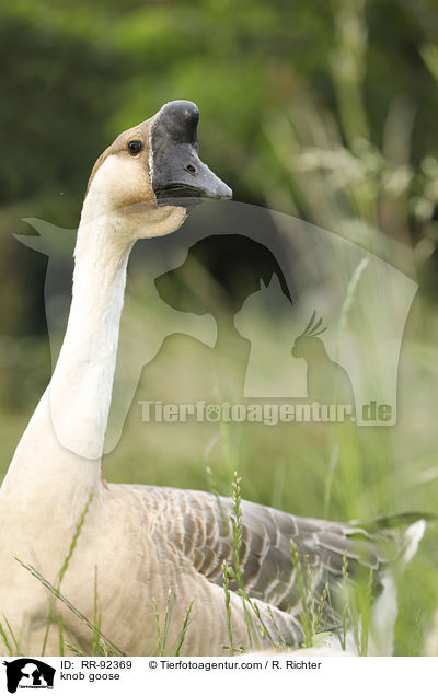 Hckergans / knob goose / RR-92369