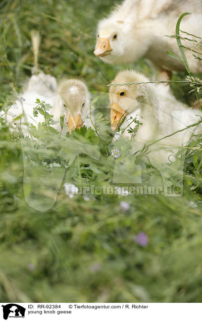 junge Hckergnse / young knob geese / RR-92384