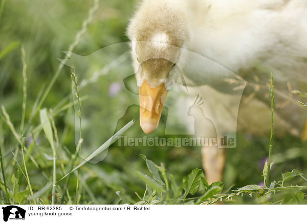 junge Hckergans / young knob goose / RR-92385