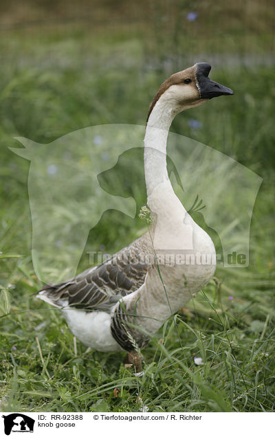 Hckergans / knob goose / RR-92388