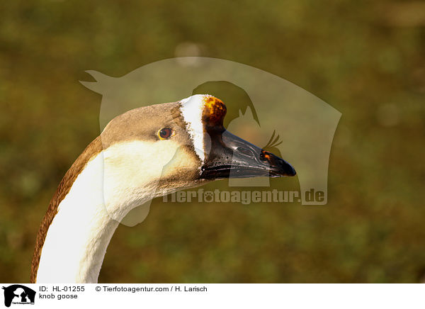 Hckergans / knob goose / HL-01255