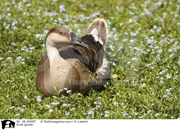 Hckergans / knob goose / HL-04097
