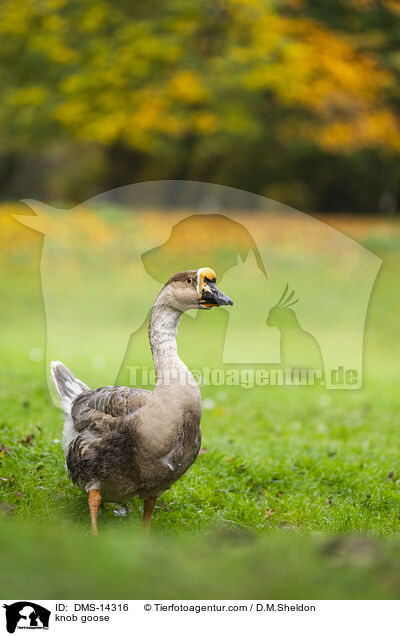 Hckergans / knob goose / DMS-14316
