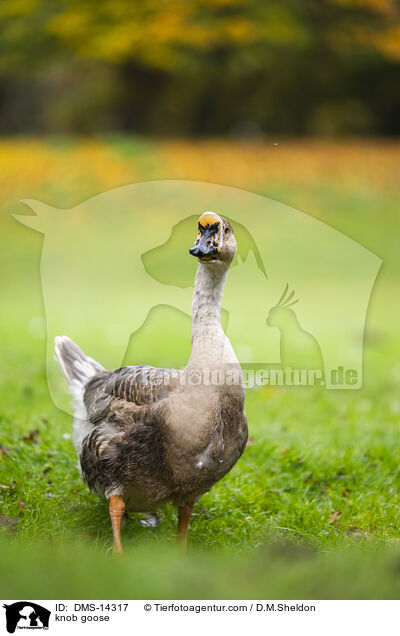 Hckergans / knob goose / DMS-14317