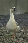 knob goose