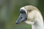 knob goose portrait