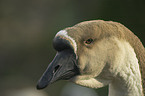 knob goose portrait