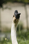knob goose