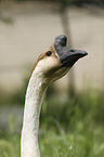 knob goose