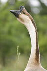 knob goose