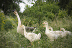 knob geese