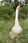 knob goose