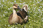 knob goose