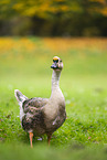 knob goose