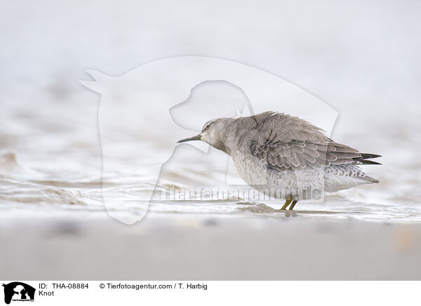 Knutt / Knot / THA-08884