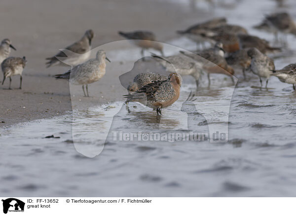 great knot / FF-13652
