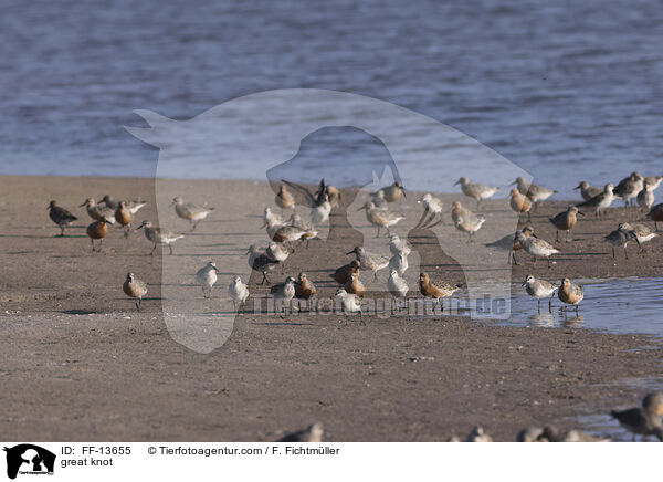 great knot / FF-13655