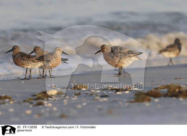 great knot / FF-13656