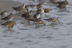 great knot