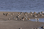 great knot