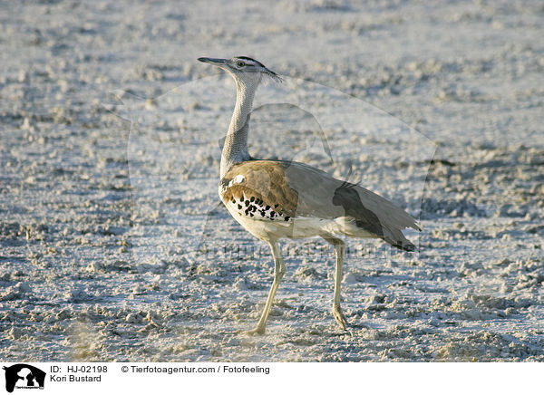 Kori Bustard / HJ-02198