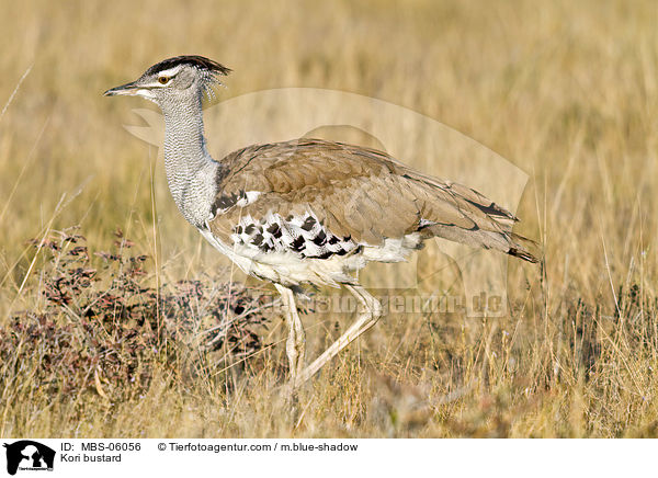 Riesentrappe / Kori bustard / MBS-06056