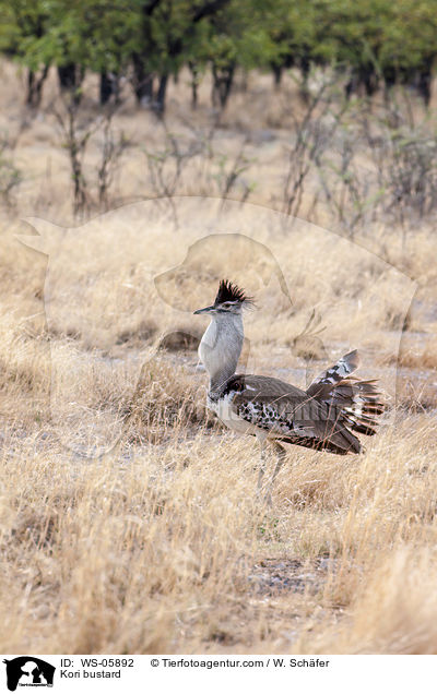 Kori bustard / WS-05892