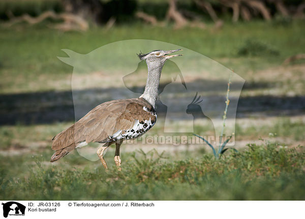 Riesentrappe / Kori bustard / JR-03126