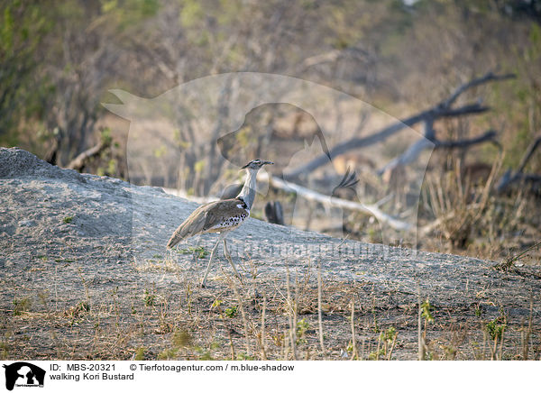 walking Kori Bustard / MBS-20321