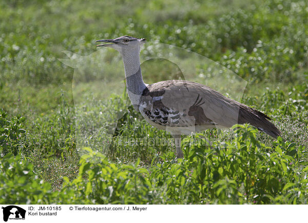 Kori bustard / JM-10185