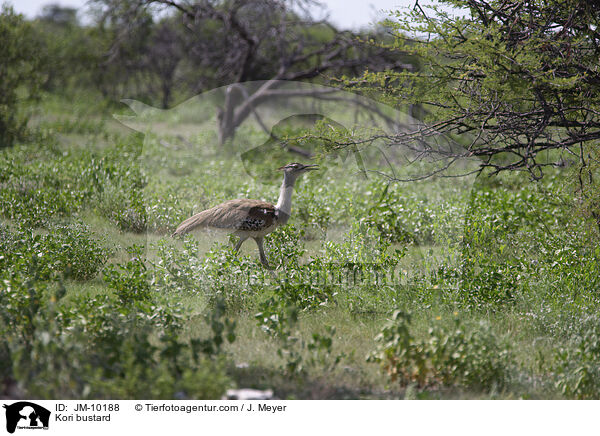 Riesentrappe / Kori bustard / JM-10188