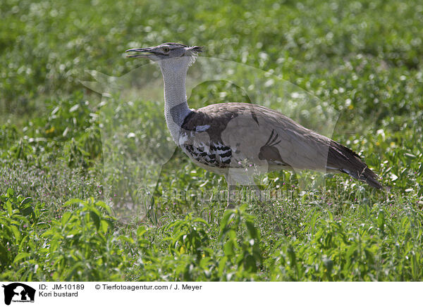 Riesentrappe / Kori bustard / JM-10189