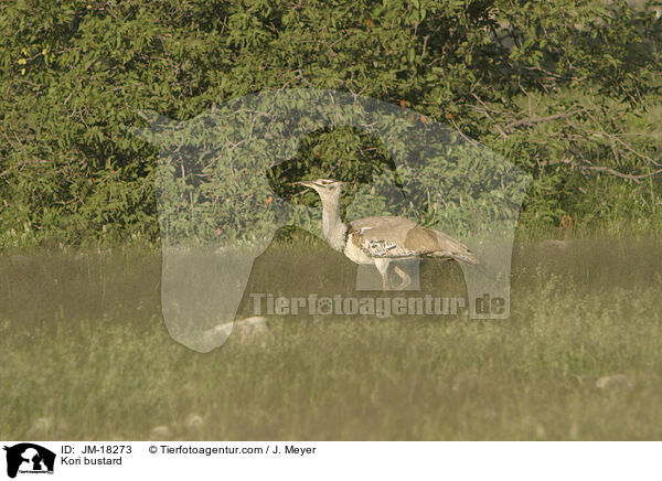 Riesentrappe / Kori bustard / JM-18273