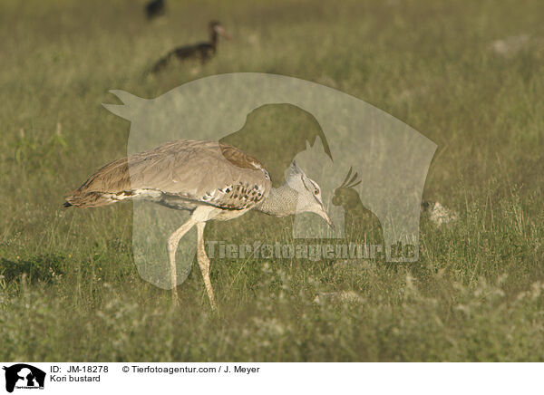 Riesentrappe / Kori bustard / JM-18278