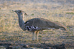 Kori bustard