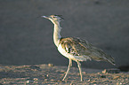 kori bustard