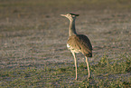 Kori bustard