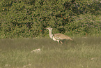 Kori bustard