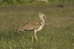 Kori bustard