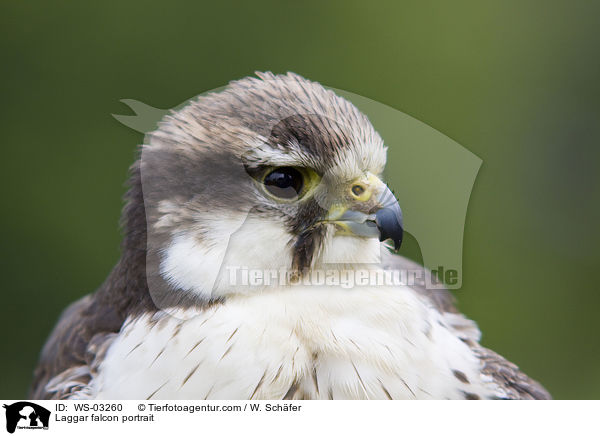 Laggar falcon portrait / WS-03260