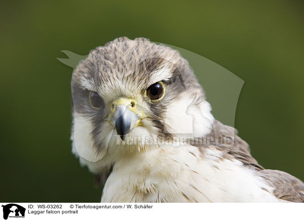 Laggar falcon portrait / WS-03262