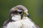 Laggar falcon portrait