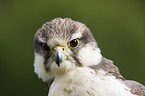 Laggar falcon portrait