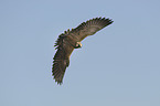 flying Laggar Falcon